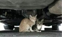 天冷了，開(kāi)車(chē)前記得先喚醒它們！