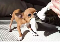  如何阻止狗狗亂咬家具？