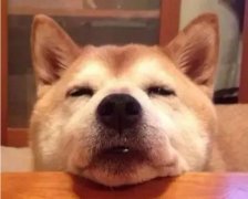 狗狗吃零食有什么注意事項(xiàng)？
