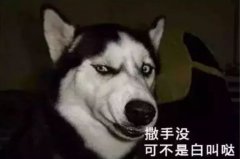 您家狗狗是不是也叫“撒手沒”？