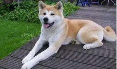 狗狗小知識(shí)，您知道多少？