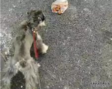 <b>狗狗亂撿東西吃怎么辦？——寵物百科知識(shí)</b>