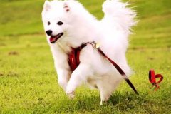 狗狗教會我們的人生道理，你做到了嗎？