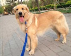 狗狗的品種，居然暴露了你的性格？