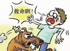 如遇惡犬咬人該怎么辦？這些知識也許能救命！