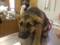 狗狗這么信任你，你怎么可以騙狗狗？！