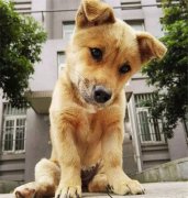 你眼中的土狗，它是我的家人！