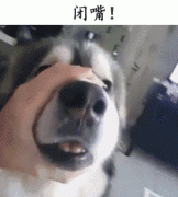 自從養(yǎng)了狗，撿屎官們就多了這些口頭禪……