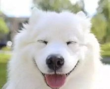 你是什么時(shí)候被你家狗撩到的？