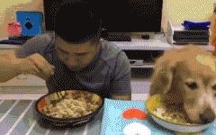 如果你家也有只吃貨狗狗，這點(diǎn)一定要注意！
