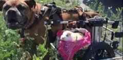 動物間沒有真感情？這只狗狗表示不服！