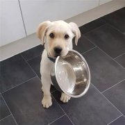 到了飯點不喂狗，你可知道后果的嚴(yán)重性？
