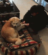 和狗狗說話恰恰說明你很聰明！