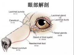 狗狗眼里常含淚水，是為愛感動嗎？