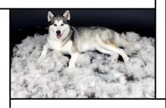 毛質差、過度脫毛？華興重磅推出犬美毛處方糧