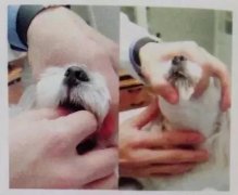 狗狗喂藥小技巧！ 華興寵物食品