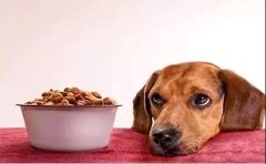 狗狗不想吃狗糧的原因有哪些？ 華興寵物食品