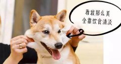 重口味的狗狗愛啃腳？注意！這可能不是怪癖而