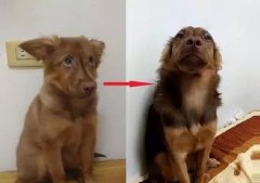 狗知道自己是狗嗎？