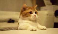 貓這種動物，一旦碰上，就再也戒不了了 華興寵