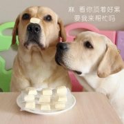 狗狗是否需要補鈣？補鈣應注意什么？ 華興寵物