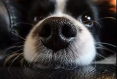 狗狗鼻子干是生病了嗎？