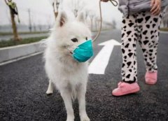 疫情下，如何保證寵物的安全？