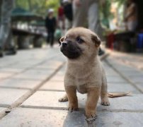 小奶狗剛到家一直叫怎么辦？