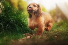 帶狗出門的五大注意事項，做個合格的養(yǎng)犬人