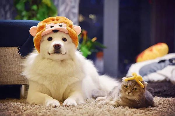 過年啦，家里的貓貓狗狗你是怎么安排的呢？快來看看