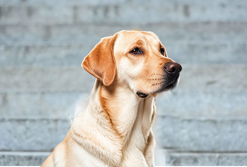 拉布拉多犬好養(yǎng)嗎？看完它的優(yōu)缺點你就知道了